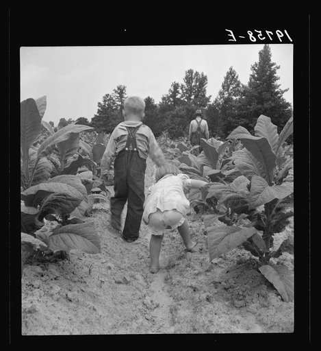 Children helping father, tobacco sharecropper, at work in tobacco patch. Person County, North Carolina