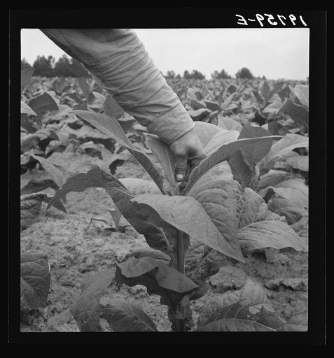 Negro tenant farmer topping tobacco. Person County, North Carolina