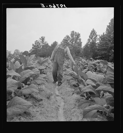Untitled photo, possibly related to: Children helping father, tobacco sharecropper, at work in tobacco patch. Person County, North Carolina