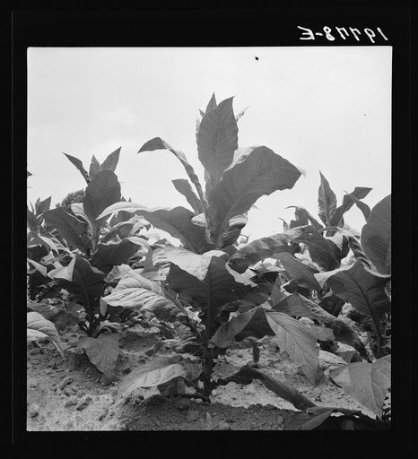 Untitled photo, possibly related to: Tobacco on Zollie Lyon's place nearly ready for priming. Wake County, North Carolina
