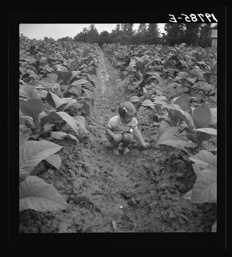 Untitled photo, possibly related to: Children helping father, tobacco sharecropper, at work in tobacco patch. Person County, North Carolina