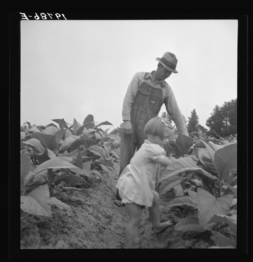 Untitled photo, possibly related to: Children helping father, tobacco sharecropper, at work in tobacco patch. Person County, North Carolina