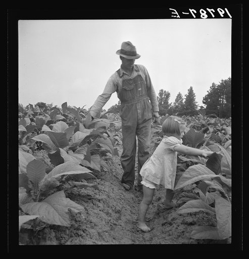 Untitled photo, possibly related to: Children helping father, tobacco sharecropper, at work in tobacco patch. Person County, North Carolina