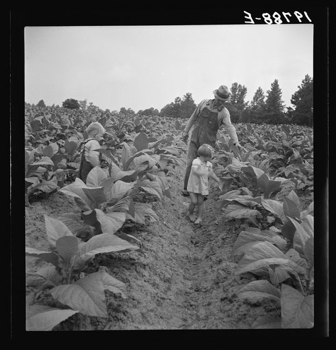Untitled photo, possibly related to: Children helping father, tobacco sharecropper, at work in tobacco patch. Person County, North Carolina