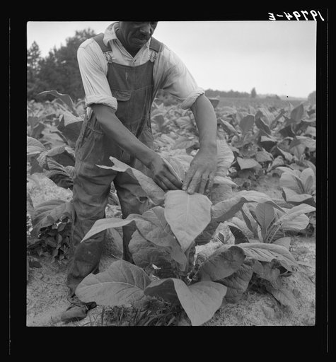 Negro tenant topping tobacco. Person County, North Carolina