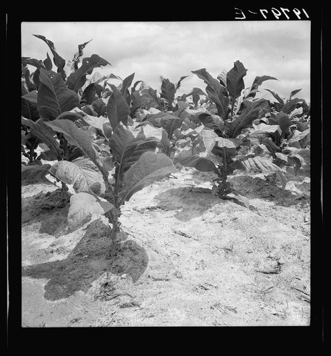 Untitled photo, possibly related to: Tobacco on Zollie Lyon's place nearly ready for priming. Wake County, North Carolina