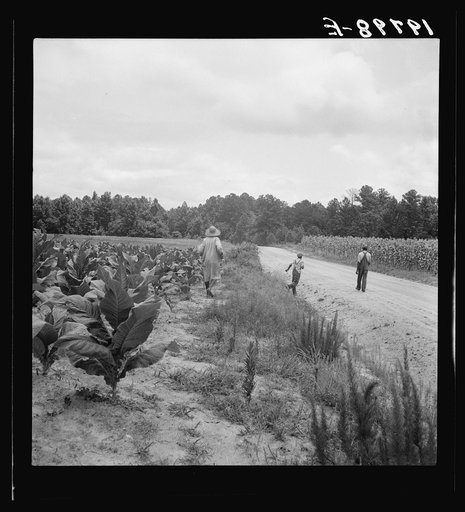 Untitled photo, possibly related to: Tobacco on Zollie Lyon's place nearly ready for priming. Wake County, North Carolina