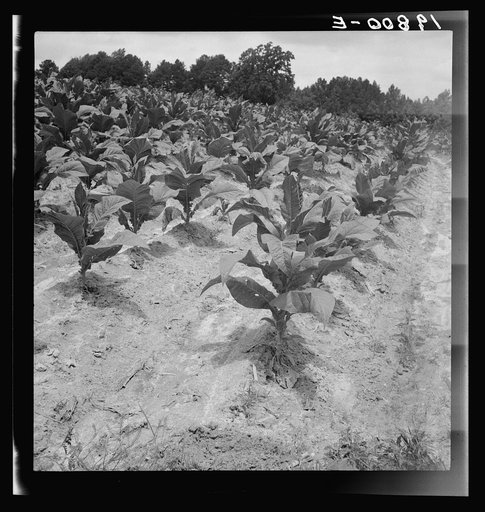 Part of Zollie Lyon's tobacco, nearly ready for priming. Wake County, North Carolina
