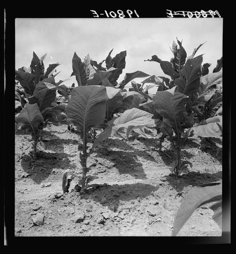 Untitled photo, possibly related to: Tobacco on Zollie Lyon's place nearly ready for priming. Wake County, North Carolina