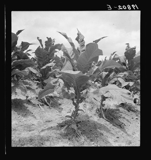 Untitled photo, possibly related to: Tobacco on Zollie Lyon's place nearly ready for priming. Wake County, North Carolina