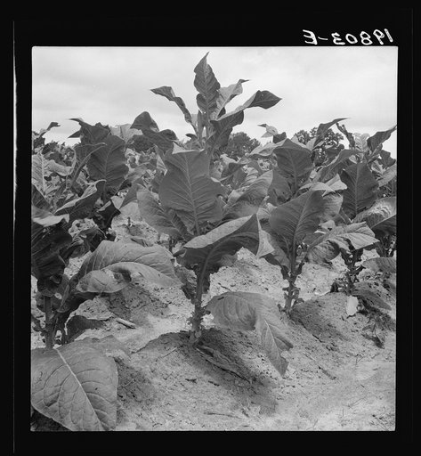 Tobacco on Zollie Lyon's place nearly ready for priming. Wake County, North Carolina