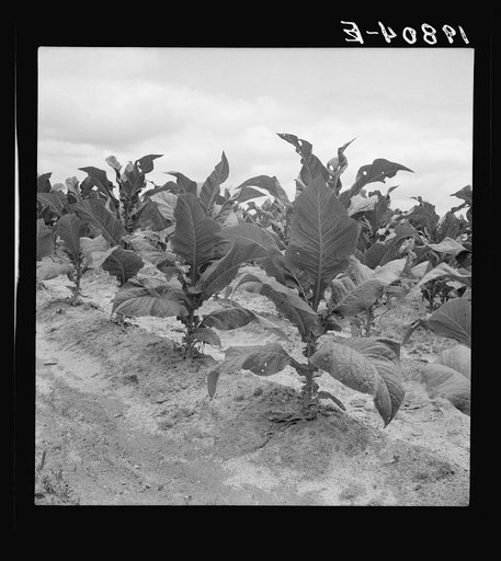 Tobacco worms are bad this year on Zollie Lyon's place. Wake County, North Carolina