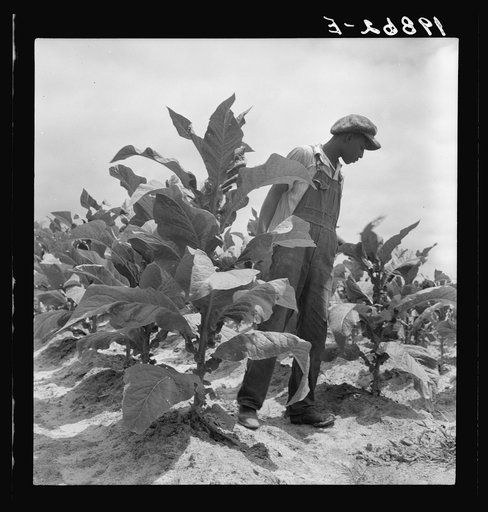 Untitled photo, possibly related to: Negro sharecropper's son goes up and down the long rows worming tobacco. Wake County, North Carolina