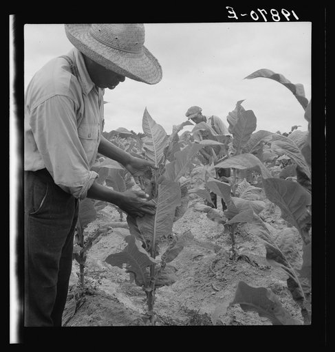 Zollie Lyons and son worming tobacco. Wake County, North Carolina