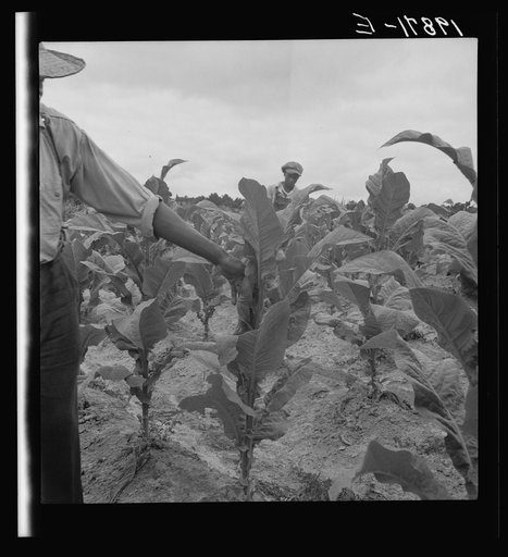 Untitled photo, possibly related to: Zollie Lyons and son worming tobacco. Wake County, North Carolina