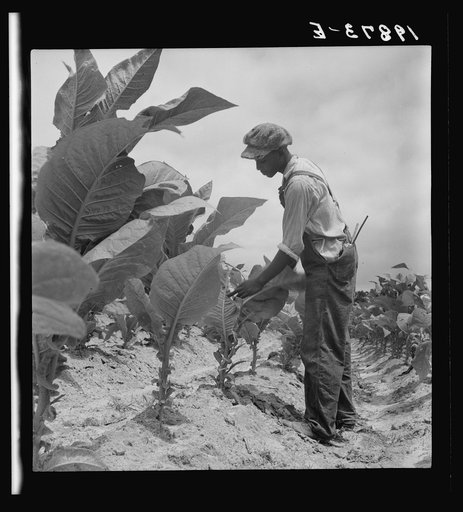 Negro sharecropper's son goes up and down the long rows worming tobacco. Wake County, North Carolina
