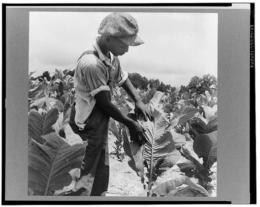 Son of Negro sharecropper "worming" tobacco. Wake County, North Carolina
