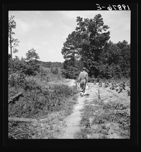 Lunchtime for colored tenant who is helping build the new tobacco barn. Chatham County, North Carolina