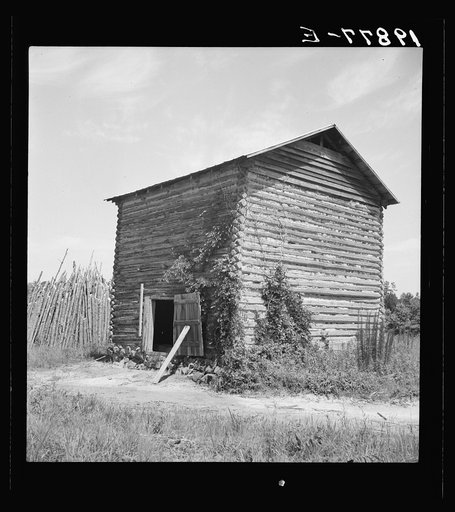 The old tobacco barn (new one under construction.) Note logs stacked in pile on left for firing and curing tobacco. Chatham County, North Carolina