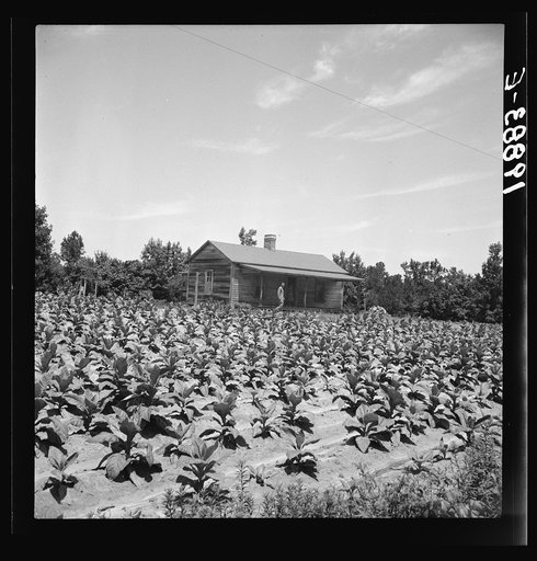 Untitled photo, possibly related to: Sharecropper with wife and child in their tobacco field. Note that the tobacco grows up to the front porch. Near Chapel Hill, North Carolina
