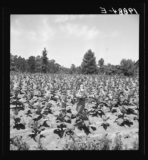Untitled photo, possibly related to: Sharecropper with wife and child in their tobacco field. Note that the tobacco grows up to the front porch. Near Chapel Hill, North Carolina