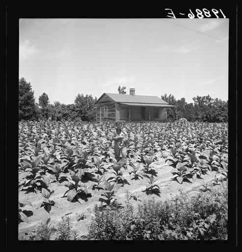 Untitled photo, possibly related to: Sharecropper with wife and child in their tobacco field. Note that the tobacco grows up to the front porch. Near Chapel Hill, North Carolina