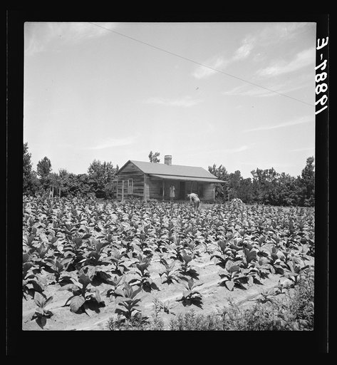 Untitled photo, possibly related to: Sharecropper with wife and child in their tobacco field. Note that the tobacco grows up to the front porch. Near Chapel Hill, North Carolina
