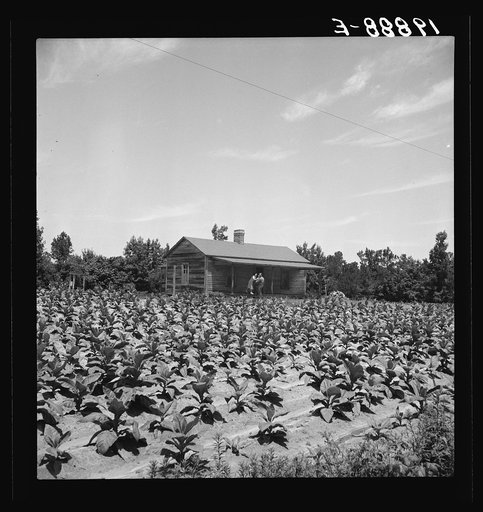Untitled photo, possibly related to: Sharecropper with wife and child in their tobacco field. Note that the tobacco grows up to the front porch. Near Chapel Hill, North Carolina