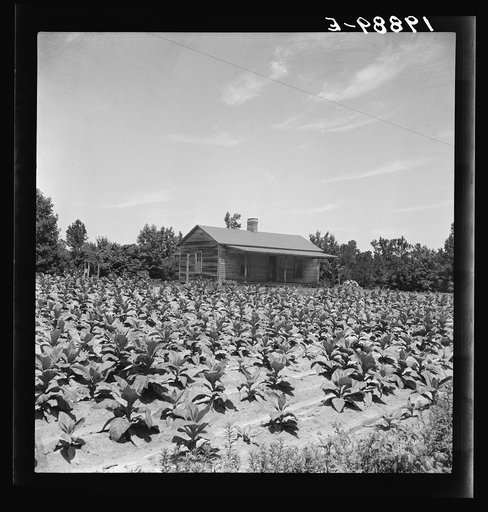 Untitled photo, possibly related to: Sharecropper with wife and child in their tobacco field. Note that the tobacco grows up to the front porch. Near Chapel Hill, North Carolina