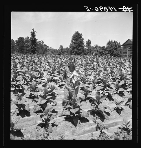 Untitled photo, possibly related to: Sharecropper with wife and child in their tobacco field. Note that the tobacco grows up to the front porch. Near Chapel Hill, North Carolina