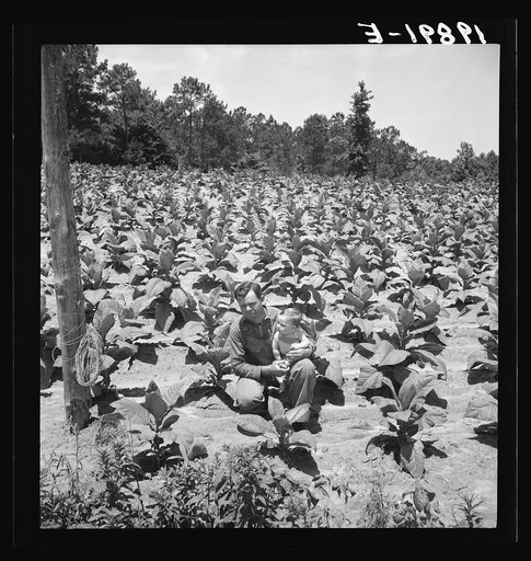 Untitled photo, possibly related to: Sharecropper with wife and child in their tobacco field. Note that the tobacco grows up to the front porch. Near Chapel Hill, North Carolina