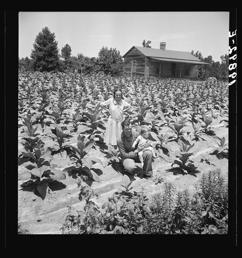 Untitled photo, possibly related to: Sharecropper with wife and child in their tobacco field. Note that the tobacco grows up to the front porch. Near Chapel Hill, North Carolina