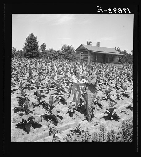 Untitled photo, possibly related to: Sharecropper with wife and child in their tobacco field. Note that the tobacco grows up to the front porch. Near Chapel Hill, North Carolina