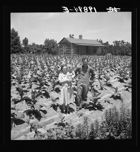 Sharecropper with wife and child in their tobacco field. Note that the tobacco grows up to the front porch. Near Chapel Hill, North Carolina
