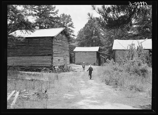 Tobacco barns on the Stone place. Upchurch, North Carolina