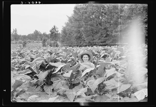Untitled photo, possibly related to: Owner's daughter topping tobacco. She has a patch of her own of about 1000 hills from which she will be given the proceeds. Her father buys her clothes and she can have the "patch" money for whatever she wants. She is in the eighth grade; says she doesn't learn a