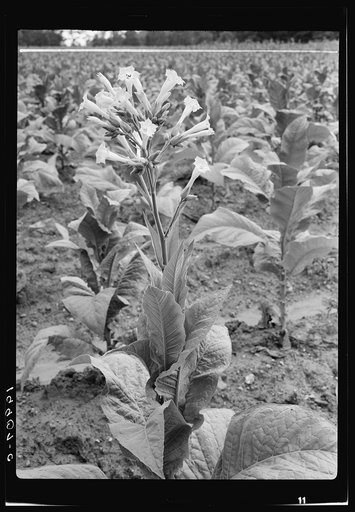 Untitled photo, possibly related to: Single tobacco flower. The tobacco plant is "topped" before it blooms in the field, with exception of a few plants which are saved out for seed. Shoofly, Granville County, North Carolina