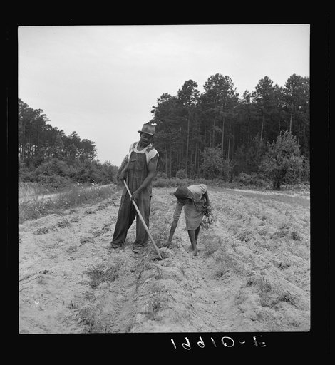 Thirteen year old daughter of Negro sharecropper planting sweet potatoes. She walks down the row and places the young plants in the holes her father has dug with a hoe. They will return down the row, water the plants with a bucket, then cover the roots with earth. Her father hopes to send her to sch