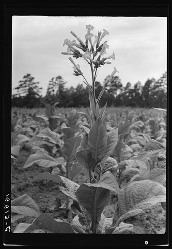 Single tobacco flower. The tobacco plant is "topped" before it blooms in the field, with exception of a few plants which are saved out for seed. Shoofly, Granville County, North Carolina