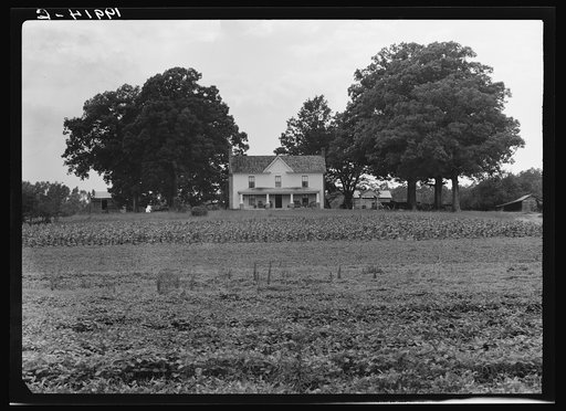 Prosperous farmer's house and farm landscape seen from the road. Field of peas, corn and corner crop in grass lawn. Tobacco packhouse on the left, behind which is the tobacco barn not visible, well on the right. Near Colbreth, North Carolina