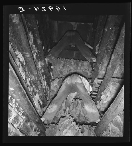 Untitled photo, possibly related to: Son of tenant farmer hanging up strung tobacco inside the barn.  Shoofly, North Carolina