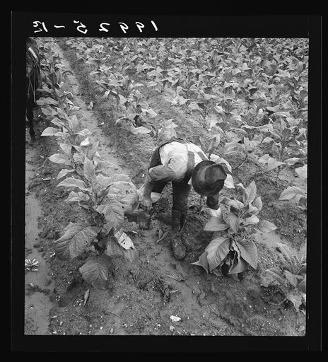Wage laborer topping tobacco. Shoofly, North Carolina