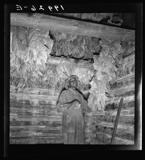 Untitled photo, possibly related to: Son of sharecropper and sub tenant hanging up strung tobacco inside barn.  Shoofly, North Carolina
