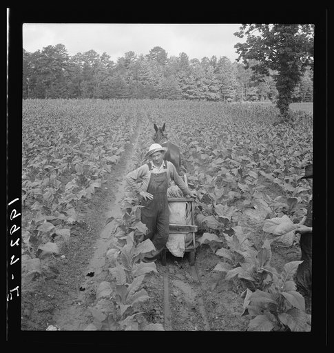 Untitled photo, possibly related to: Putting in tobacco. Shoofly, North Carolina