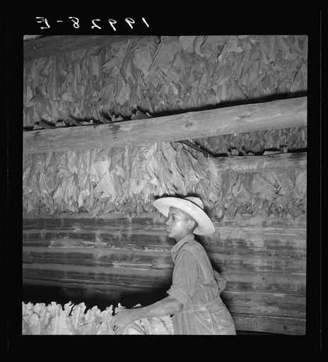 Son of sharecropper and sub tenant hanging up strung tobacco inside barn.  Shoofly, North Carolina