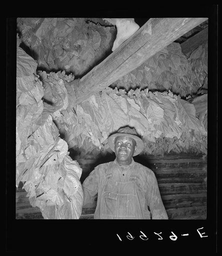 Untitled photo, possibly related to: Son of sharecropper and sub tenant hanging up strung tobacco inside barn.  Shoofly, North Carolina
