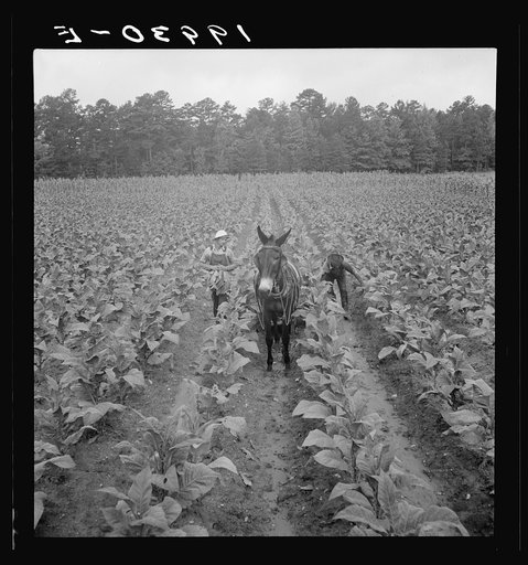 Putting in tobacco. Shoofly, North Carolina