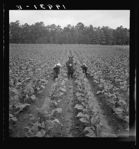 Untitled photo, possibly related to: Putting in tobacco. Shoofly, North Carolina