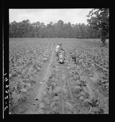 Untitled photo, possibly related to: Putting in tobacco. Shoofly, North Carolina
