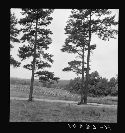 Untitled photo, possibly related to: Henhouse on Negro tobacco farm. Note pine trees, road, field. Person County, North Carolina